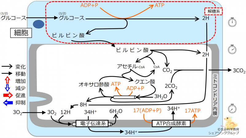 ファイル:EnergyMetabolismIntro-ja.jpg