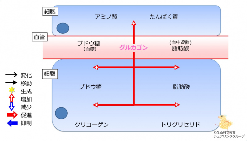ファイル:Glucagon2TGandProteinBaseline-wb.jpg