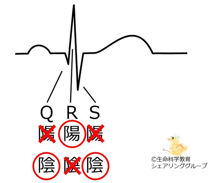 ファイル:QRS波の極性.jpg