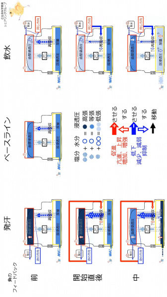 ファイル:ReabsorptionControlSummary-wb.jpg