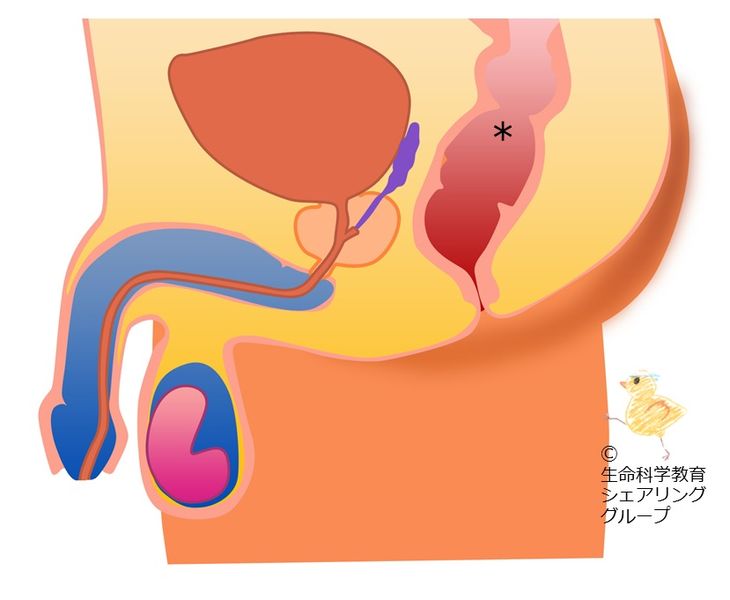 ファイル:クイズ 直腸.jpg
