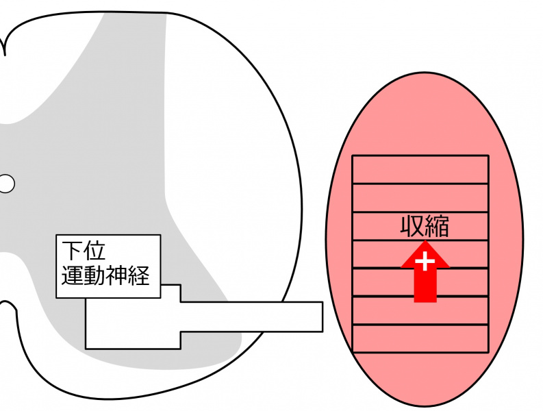 ファイル:04226-wb.jpg