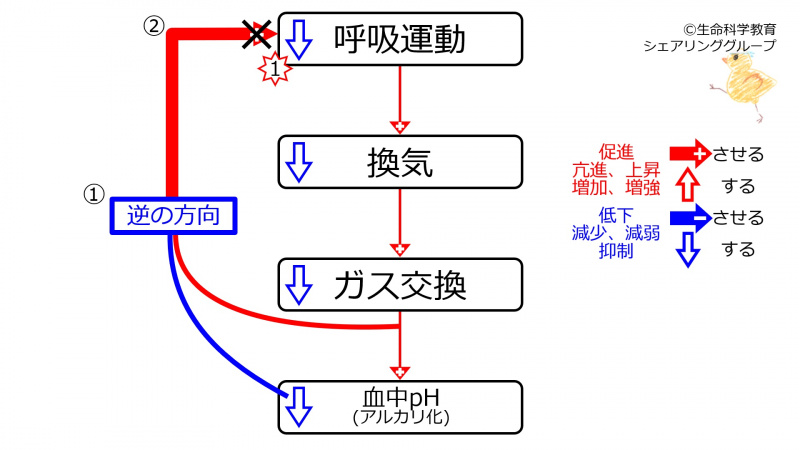 ファイル:DecVentilationPhWithFeedback.jpg