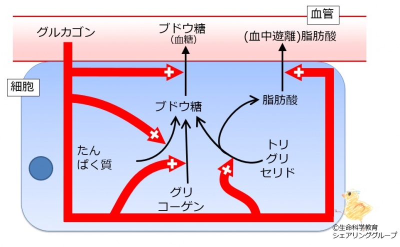 ファイル:Giucagon effect2.jpg