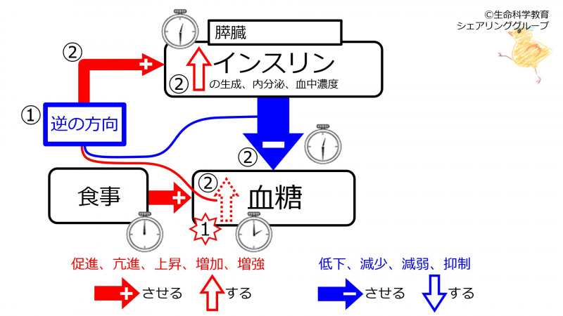 ファイル:PancreasSufficiency.jpg