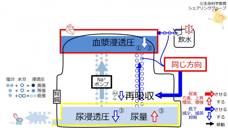 ファイル:ReabsorptionDuringControlAfterWater-Jpn.jpg