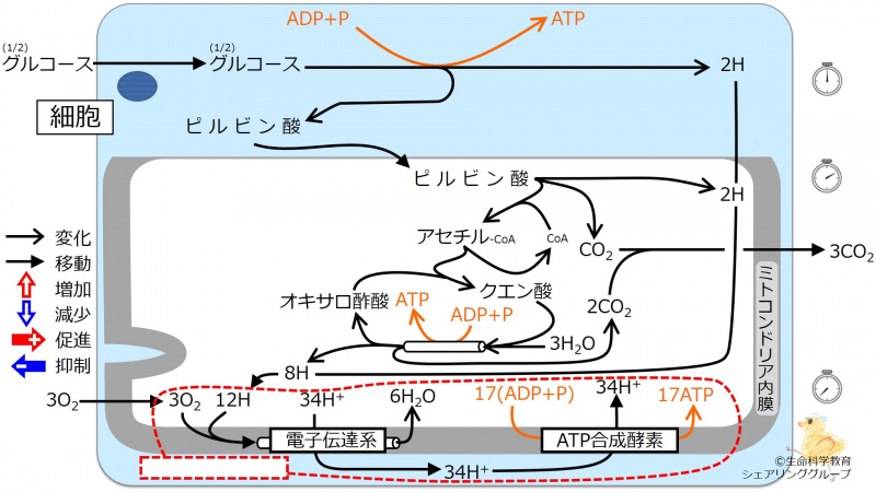 ファイル:Energy metabolism summary6-wb.jpg