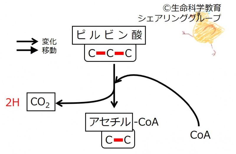 ファイル:Pyruvate-intro4.jpg