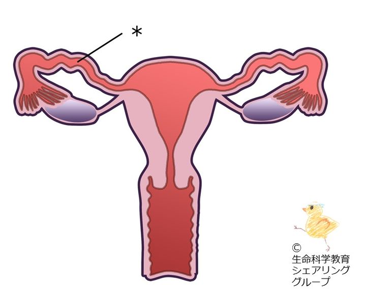 ファイル:クイズ 卵管.jpg