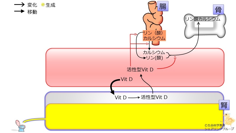 ファイル:04189-wb.jpg