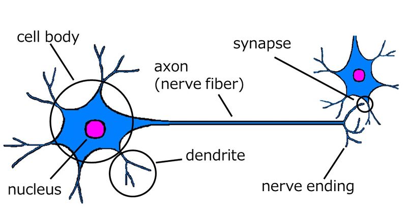 ファイル:Neuron anat.jpg
