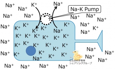Sodium-Kpump-e.jpg