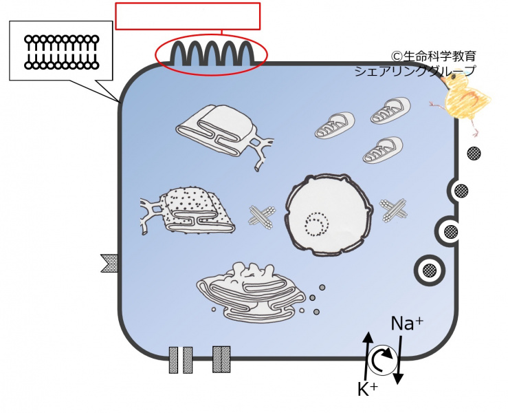 ファイル:04035-wb.jpg
