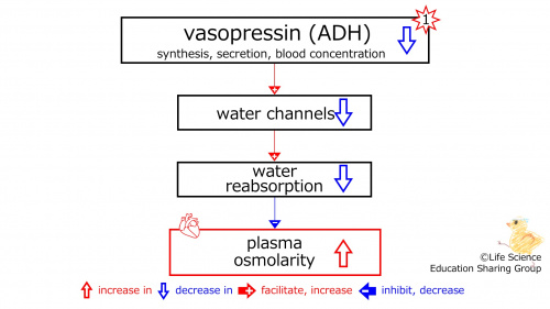 DecreasedADHbasic-ENG.jpg
