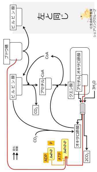 ファイル:EnergyMetabolismNumberOfC-Summary-Jpn-wb.jpg