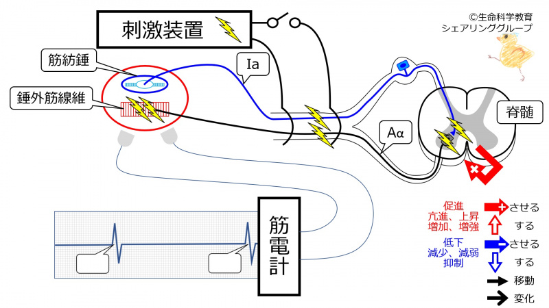ファイル:MwaveHwaveIntro-Jpn-wb.jpg