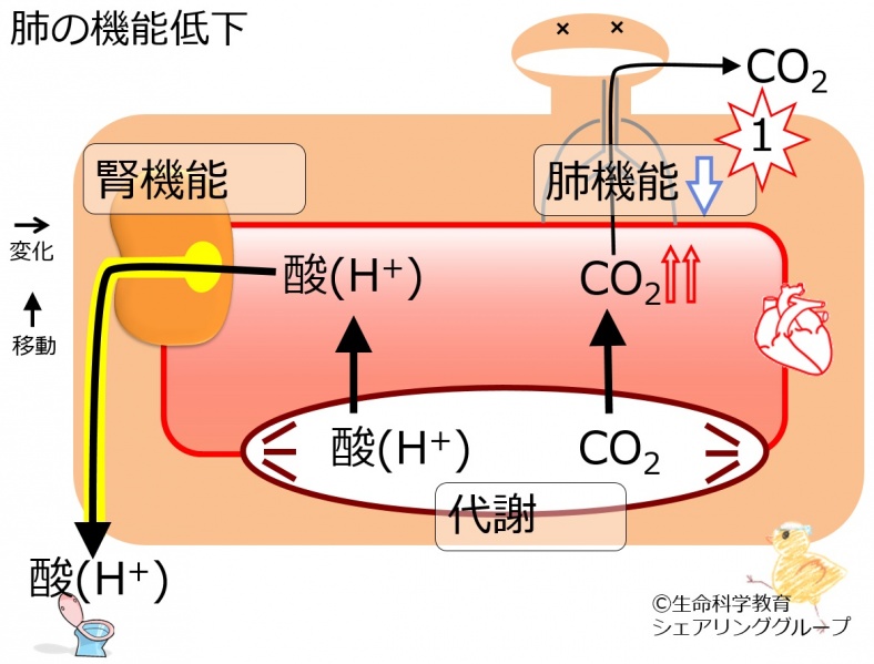 ファイル:Resp-hypo-noBB.jpg