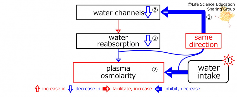 ファイル:WaterIntakeDuringBasicFeedbackToWaterChannels-ENG.jpg