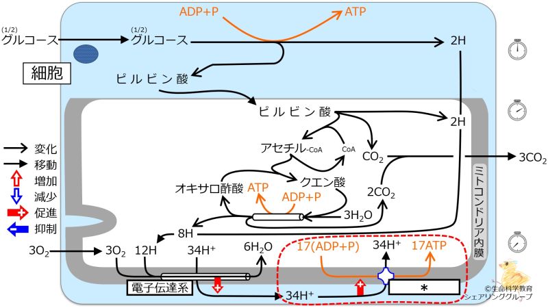 ファイル:クイズ ATP合成酵素.jpg
