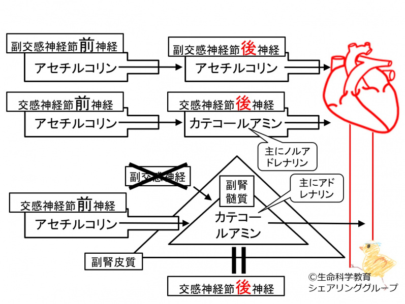 ファイル:02535.jpg