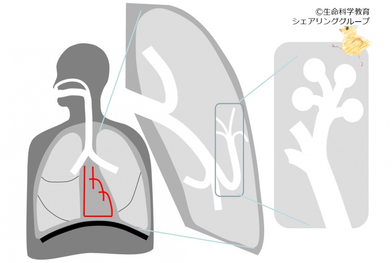 ファイル:03773-wb.jpg