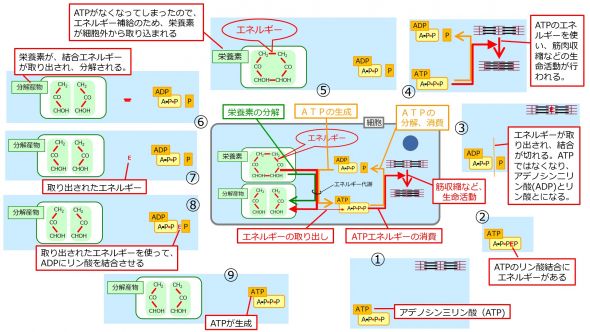 /wiki/images/thumb/6/60/ATPBasic-Jpn.jpg/590px-ATPBasic-Jpn.jpg