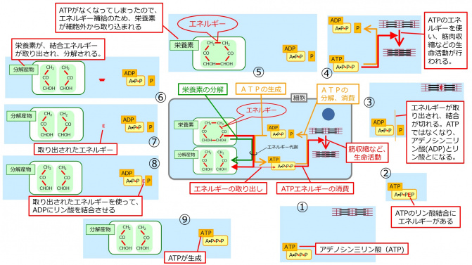 ATPBasic-Jpn.jpg