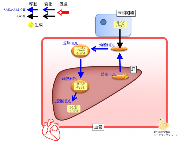 ファイル:HDL.jpg