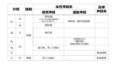 NervFiberBasicClassification.jpg