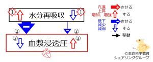 /wiki/images/thumb/6/60/WaterReabsorptioneffectSummaryBasic-JPN.jpg/300px-WaterReabsorptioneffectSummaryBasic-JPN.jpg