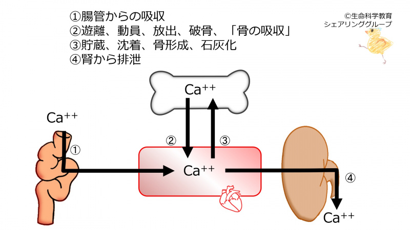 ファイル:03795.jpg