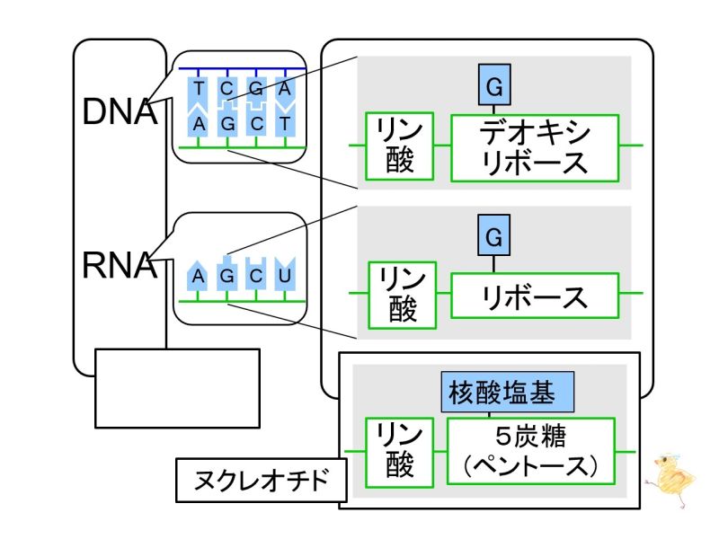 ファイル:03949-wb.jpg