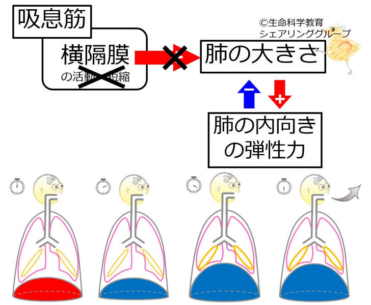 ファイル:04045.jpg