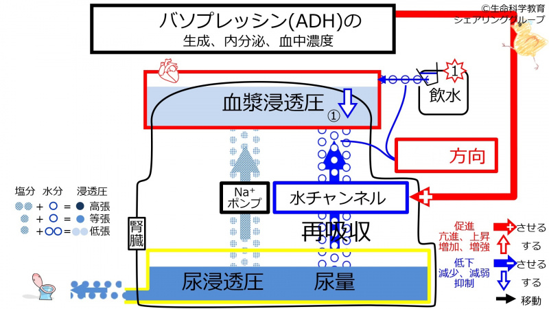 ファイル:6-ADHcontrol-water1-wb.jpg