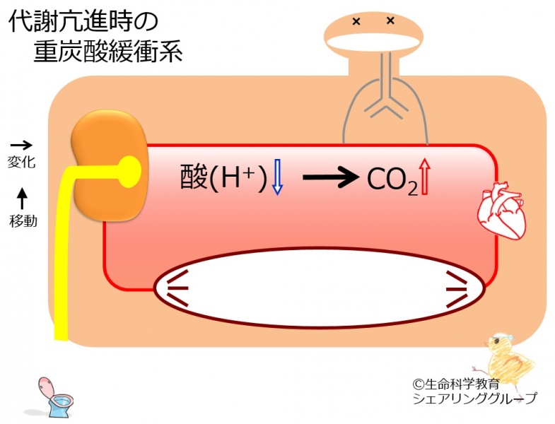 ファイル:BB-hypermetabolism.jpg