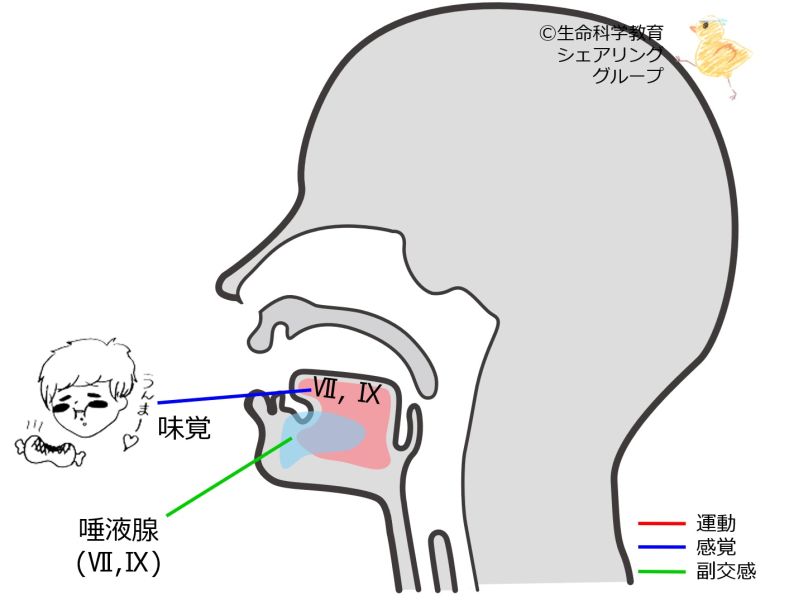 ファイル:Cranial07 1.jpg