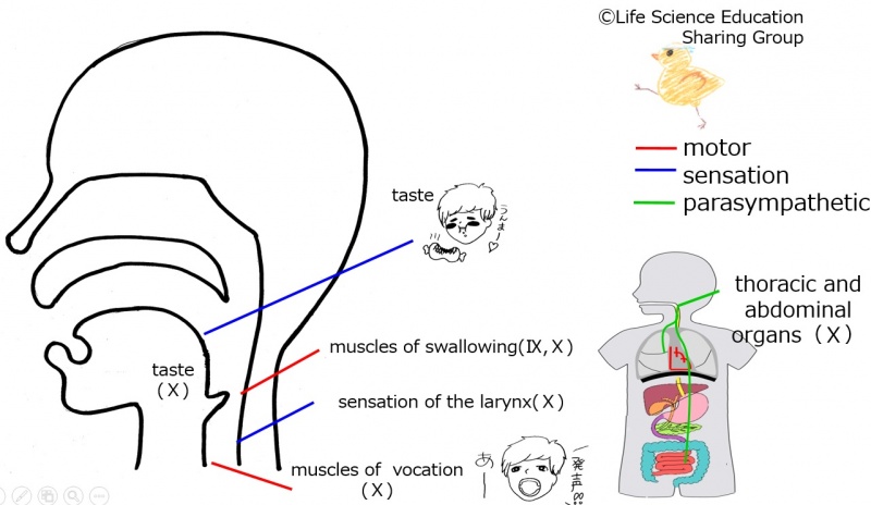 ファイル:Cranial10E.jpg