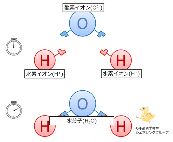 水分子.jpg