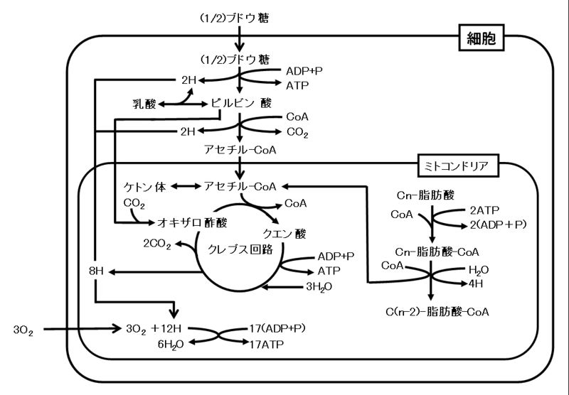 ファイル:01050.jpg