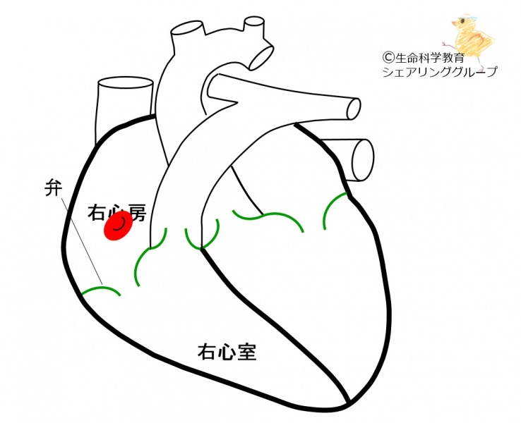 ファイル:01729-wb.jpg