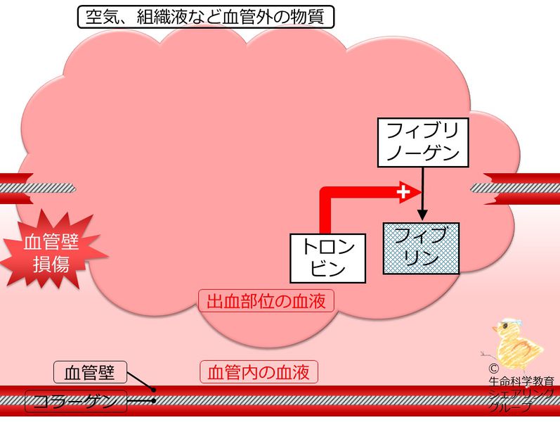 ファイル:04702.jpg