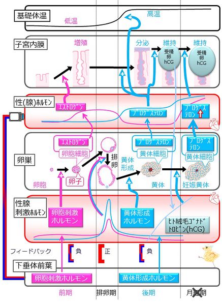 ファイル:04209.jpg