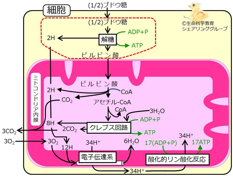 ファイル:04580.jpg