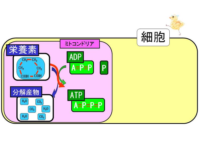 ファイル:01331.jpg