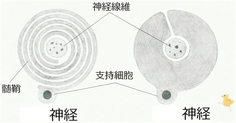 ファイル:04223-wb.jpg