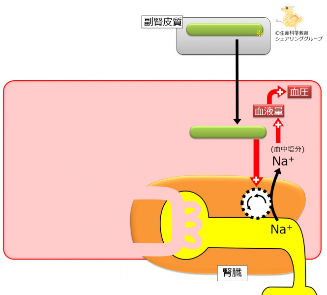 ファイル:Aldosterone target-wb.jpg
