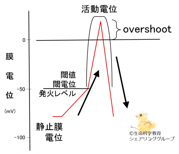 ファイル:活動電位用語-wb.jpg
