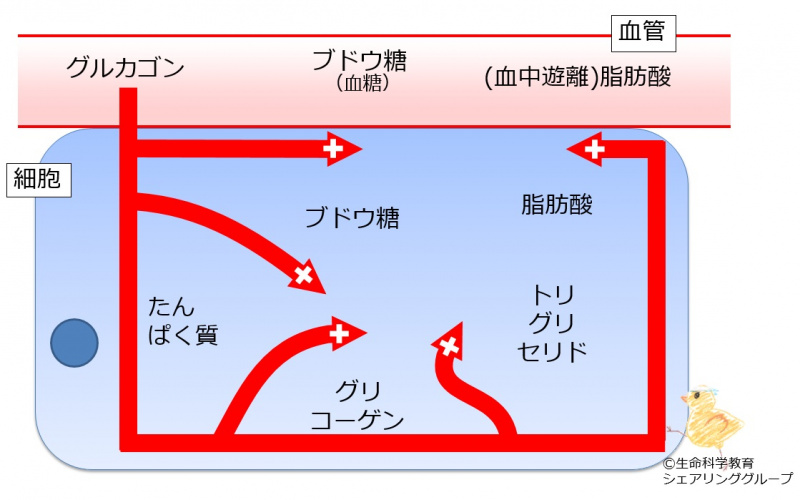 ファイル:Giucagon effect2-wb.jpg