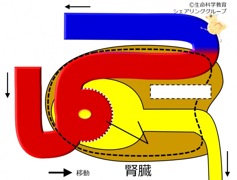 ファイル:Kidneymicrosturcture-wb.jpg