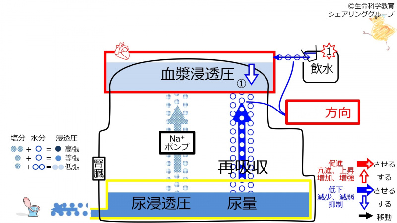 ファイル:ReabsorptionAfterWater-Jpn-wb.jpg